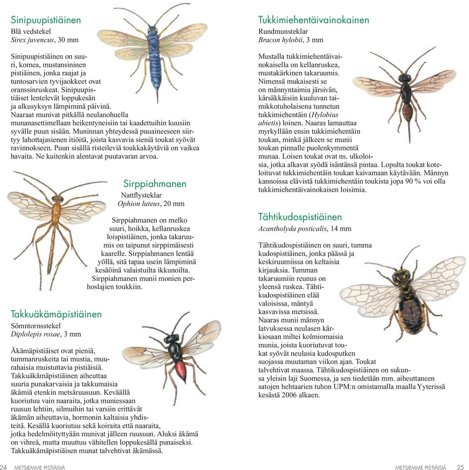 Muninnan yhteydessä puuaineeseen siirtyy lahottajasienen itiöitä, joista kasvavia sieniä toukat syövät ravinnokseen. Puun sisällä risteileviä toukkakäytäviä on vaikea havaita.