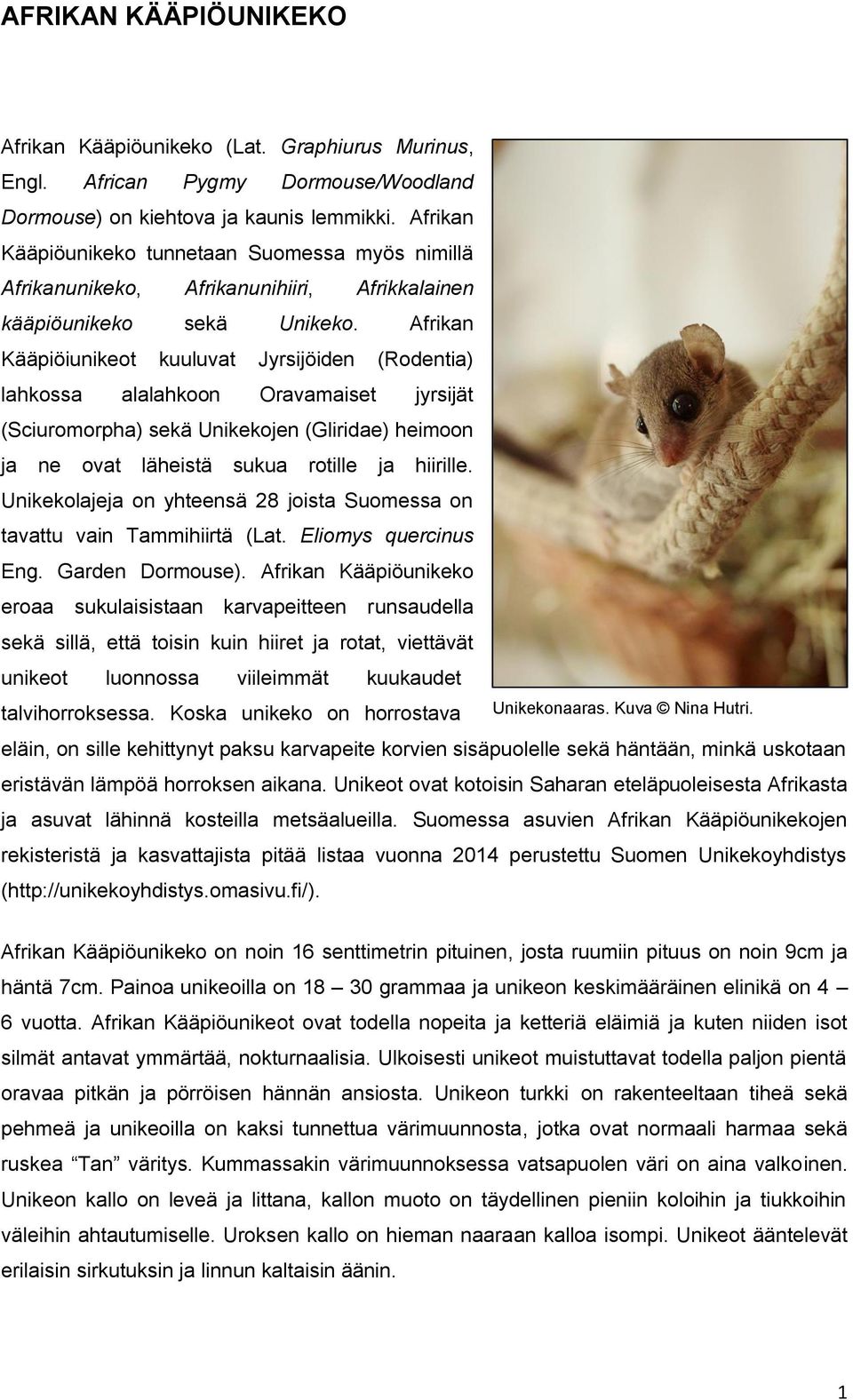 Afrikan Kääpiöiunikeot kuuluvat Jyrsijöiden (Rodentia) lahkossa alalahkoon Oravamaiset jyrsijät (Sciuromorpha) sekä Unikekojen (Gliridae) heimoon ja ne ovat läheistä sukua rotille ja hiirille.