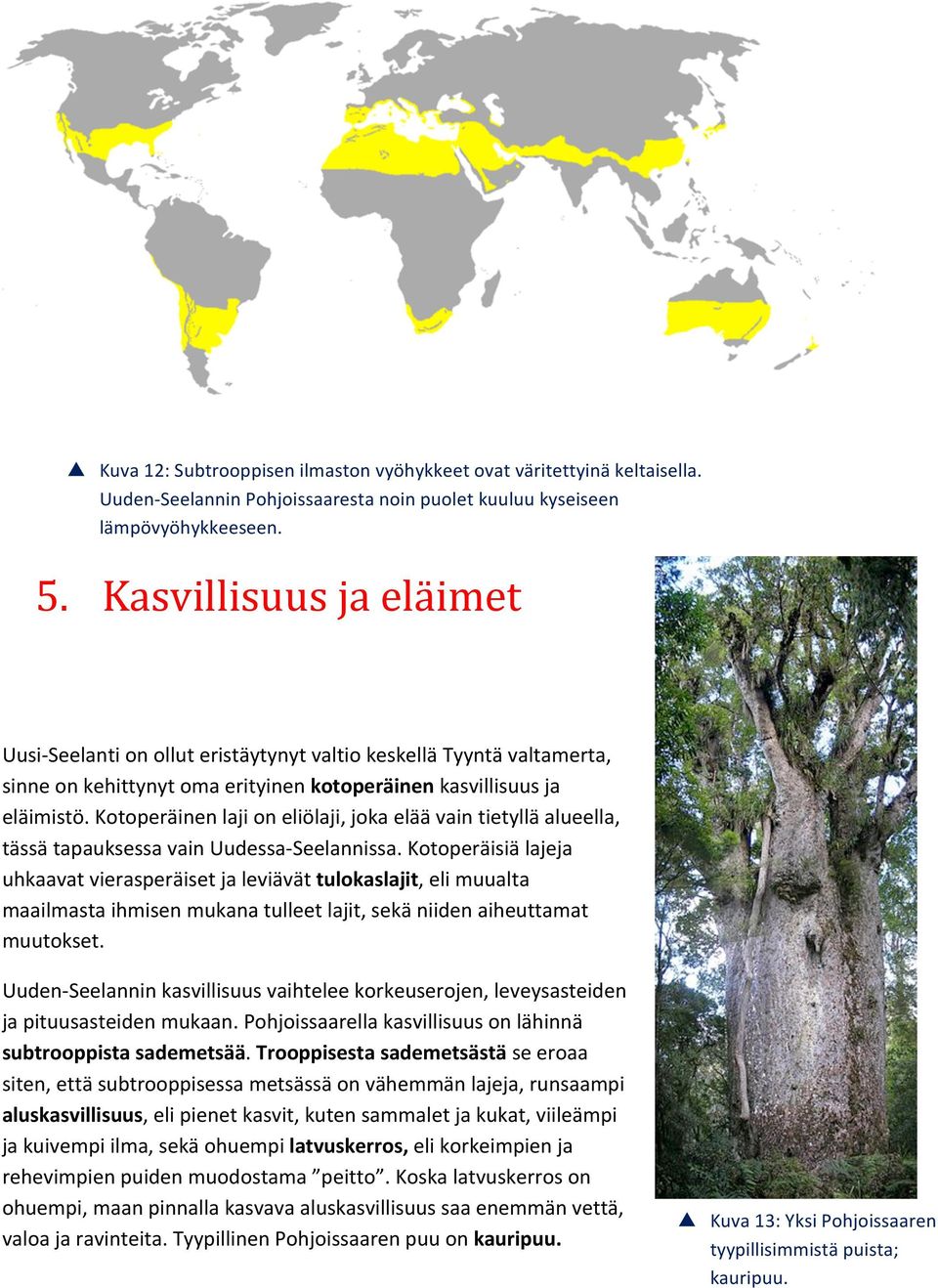 Kotoperäinen laji on eliölaji, joka elää vain tietyllä alueella, tässä tapauksessa vain Uudessa- Seelannissa.