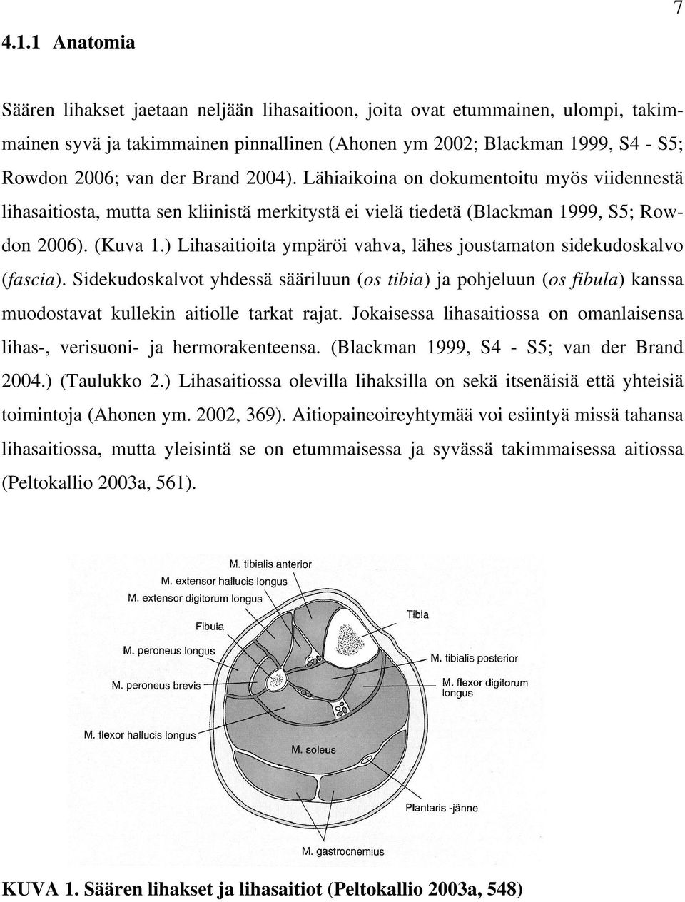 ) Lihasaitioita ympäröi vahva, lähes joustamaton sidekudoskalvo (fascia). Sidekudoskalvot yhdessä sääriluun (os tibia) ja pohjeluun (os fibula) kanssa muodostavat kullekin aitiolle tarkat rajat.