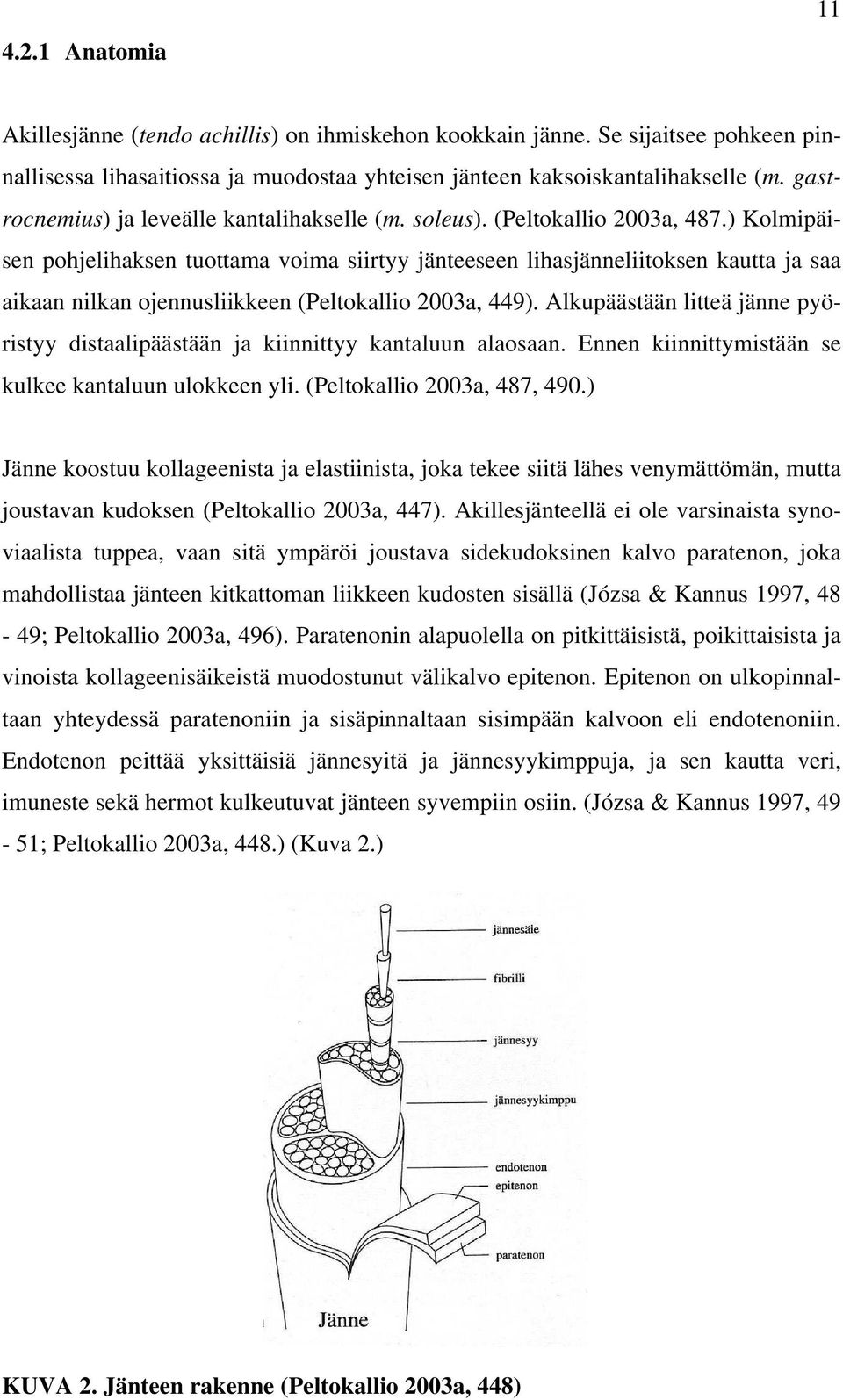 ) Kolmipäisen pohjelihaksen tuottama voima siirtyy jänteeseen lihasjänneliitoksen kautta ja saa aikaan nilkan ojennusliikkeen (Peltokallio 2003a, 449).