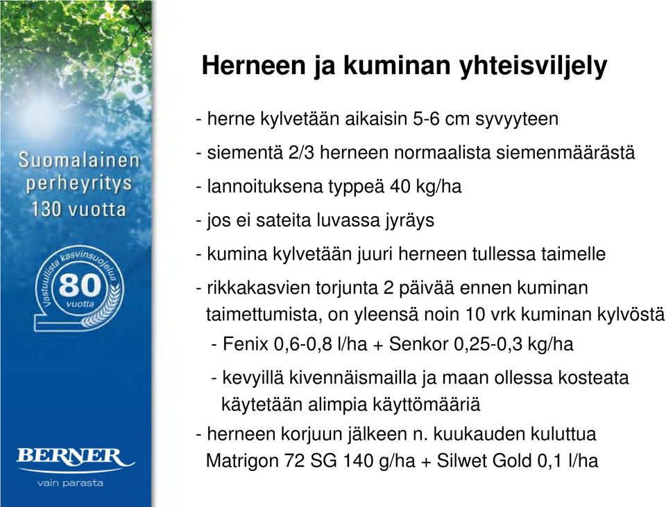 torjunta 2 päivää ennen kuminan taimettumista, on yleensä noin 10 vrk kuminan kylvöstä - Fenix 0,6-0,8 l/ha + Senkor 0,25-0,3 kg/ha - kevyillä