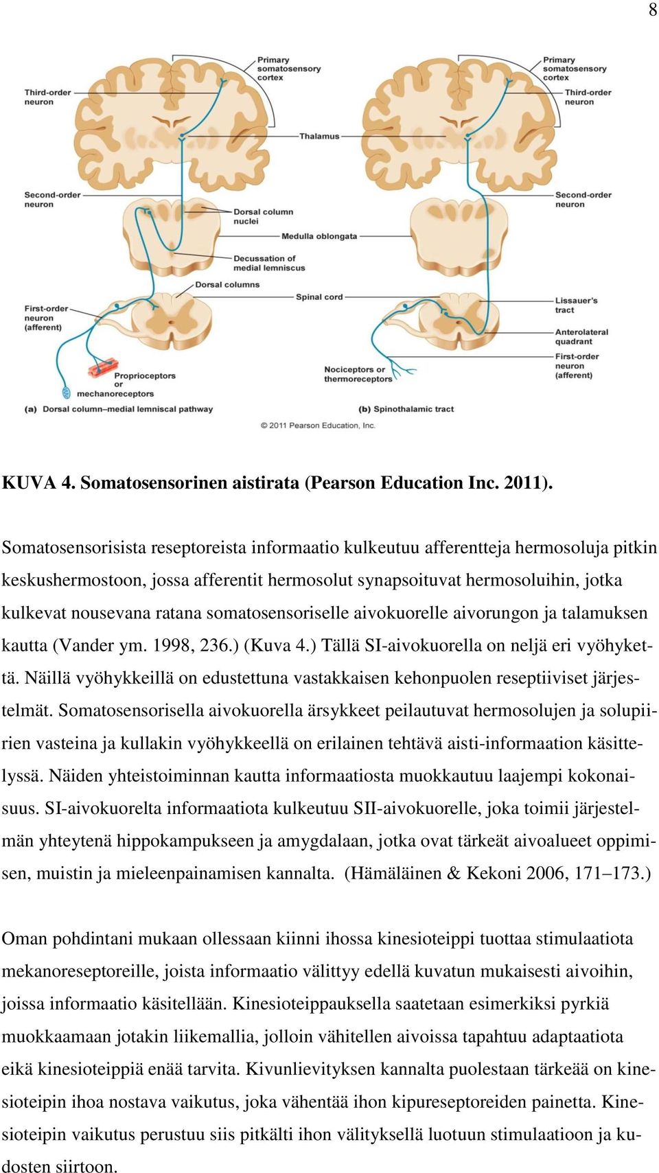 somatosensoriselle aivokuorelle aivorungon ja talamuksen kautta (Vander ym. 1998, 236.) (Kuva 4.) Tällä SI-aivokuorella on neljä eri vyöhykettä.