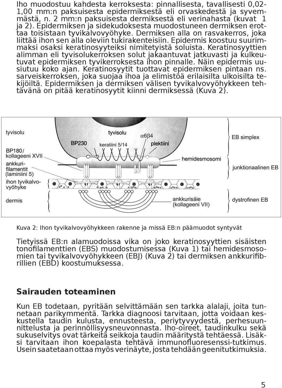 Dermiksen alla on rasvakerros, joka liittää ihon sen alla oleviin tukirakenteisiin. Epidermis koostuu suurimmaksi osaksi keratinosyyteiksi nimitetyistä soluista.