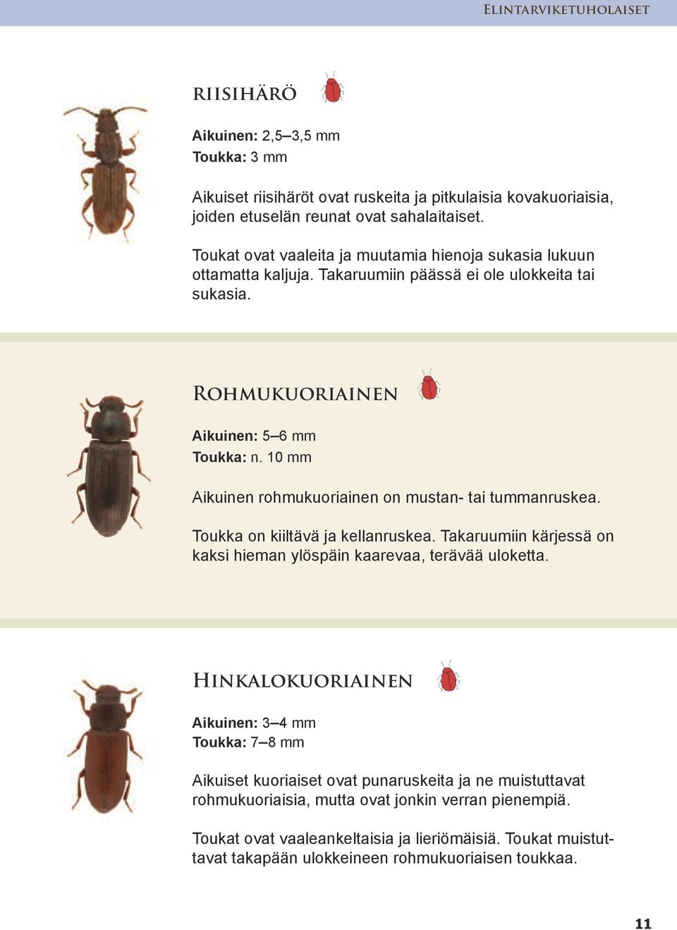 10 mm Aikuinen rohmukuoriainen on mustan- tai tummanruskea. Toukka on kiiltävä ja kellanruskea. Takaruumiin kärjessä on kaksi hieman ylöspäin kaarevaa, terävää uloketta.