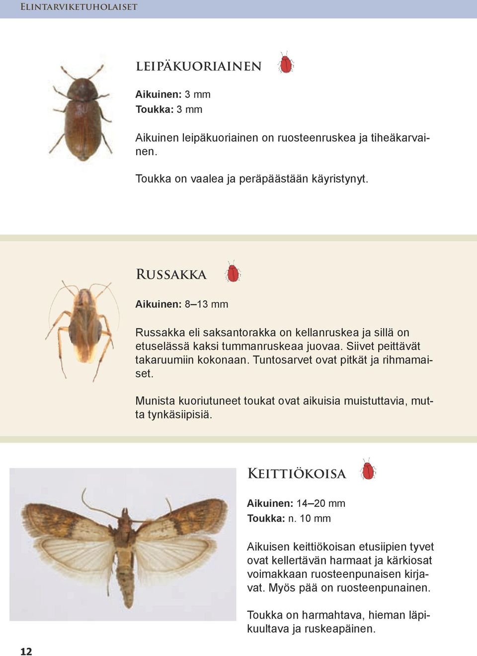 Tuntosarvet ovat pitkät ja rihmamaiset. Munista kuoriutuneet toukat ovat aikuisia muistuttavia, mutta tynkäsiipisiä. Keittiökoisa Aikuinen: 14 20 mm Toukka: n.