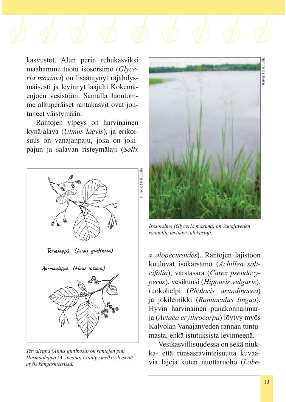 Rantojen ylpeys on harvinainen kynäjalava (Ulmus laevis), ja erikoisuus on vanajanpaju, joka on jokipajun ja salavan risteymälaji (Salix Piirros: Heli Jutila Kuva: Heli Jutila Isosorsimo (Glyceria