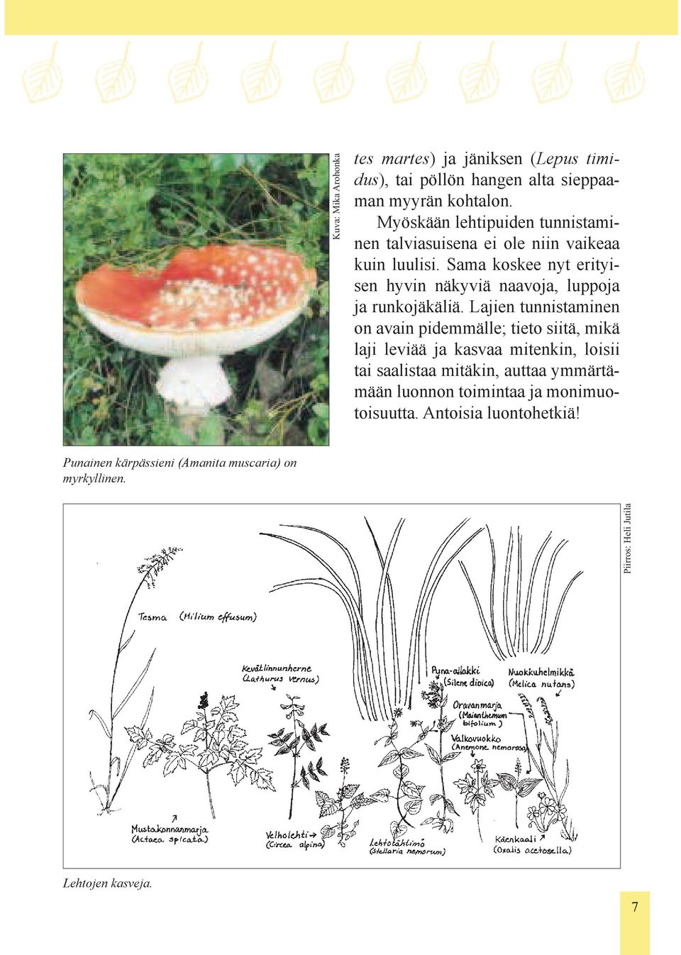 Sama koskee nyt erityisen hyvin näkyviä naavoja, luppoja ja runkojäkäliä.