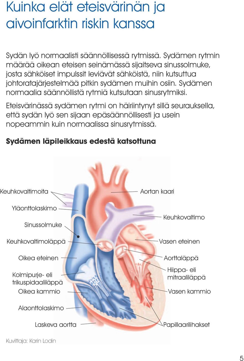 Sydämen normaalia säännöllistä rytmiä kutsutaan sinusrytmiksi.