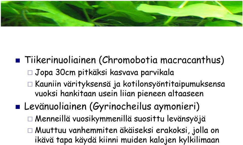 Levänuoliainen (Gyrinocheilus aymonieri) Menneillä vuosikymmenillä suosittu levänsyöjä