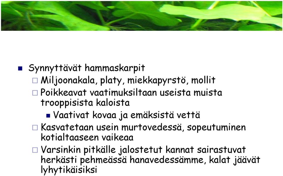 vettä Kasvatetaan usein murtovedessä, sopeutuminen kotialtaaseen vaikeaa Varsinkin