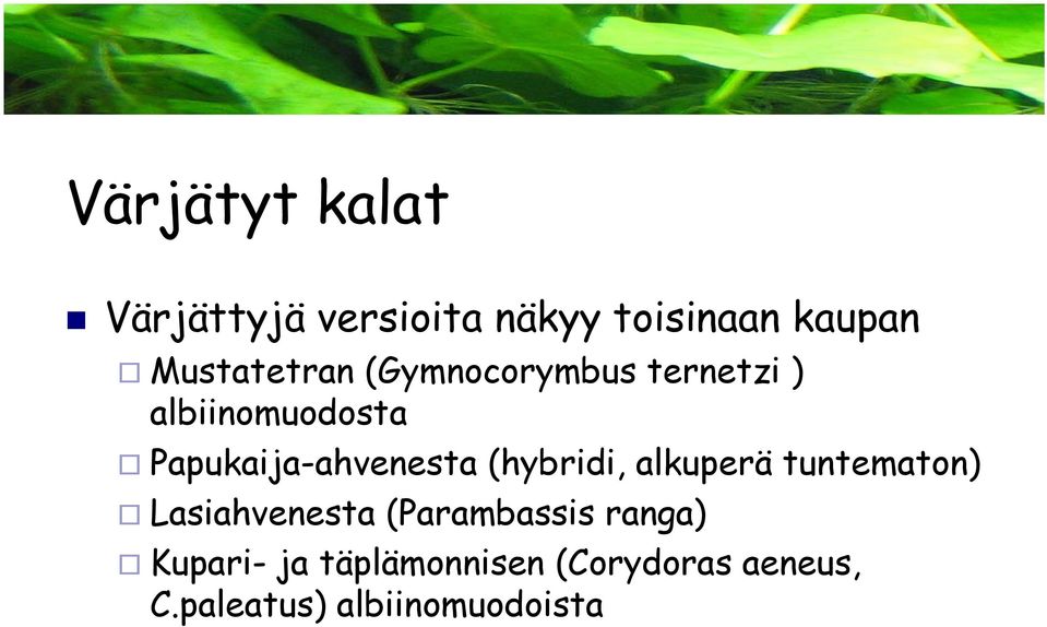 Papukaija-ahvenesta (hybridi, alkuperä tuntematon) Lasiahvenesta