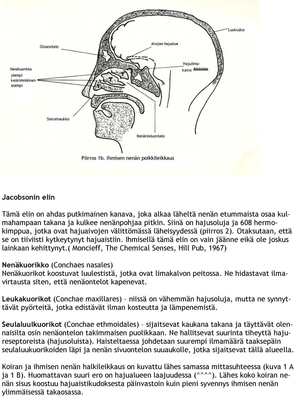 Ihmisellä tämä elin on vain jäänne eikä ole joskus lainkaan kehittynyt.