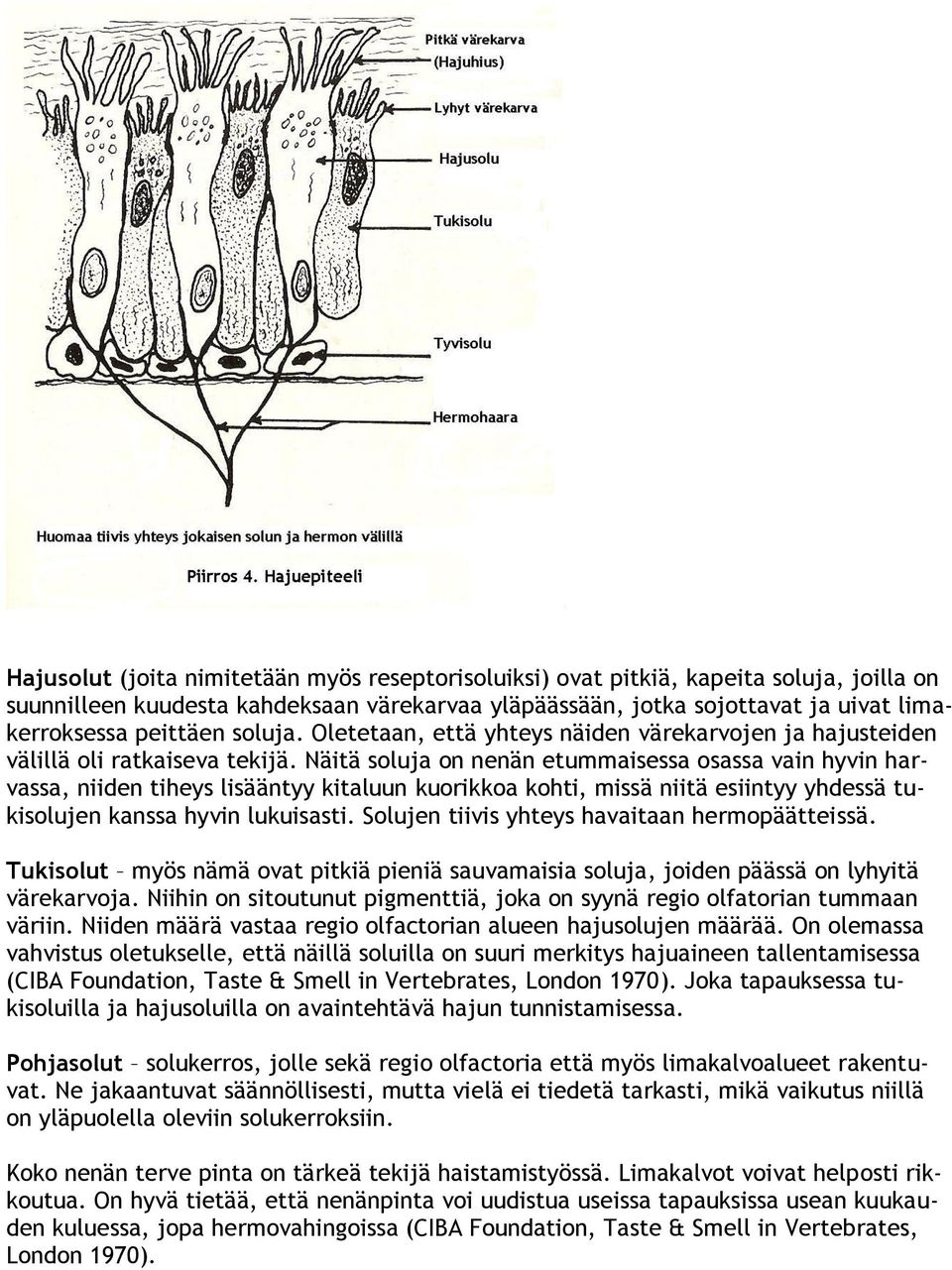 Näitä soluja on nenän etummaisessa osassa vain hyvin harvassa, niiden tiheys lisääntyy kitaluun kuorikkoa kohti, missä niitä esiintyy yhdessä tukisolujen kanssa hyvin lukuisasti.