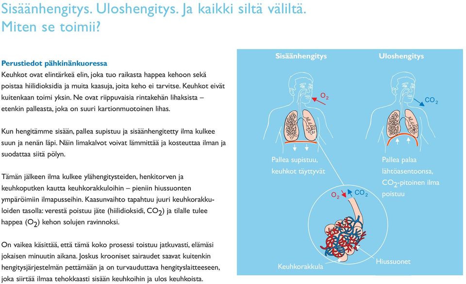 Ne ovat riippuvaisia rintakehän lihaksista etenkin palleasta, joka on suuri kartionmuotoinen lihas.