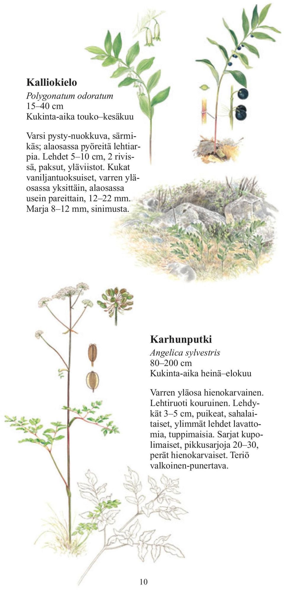 Marja 8 12 mm, sinimusta. Karhunputki Angelica sylvestris 80 200 cm Kukinta-aika heinä elokuu Varren yläosa hienokarvainen. Lehtiruoti kouruinen.