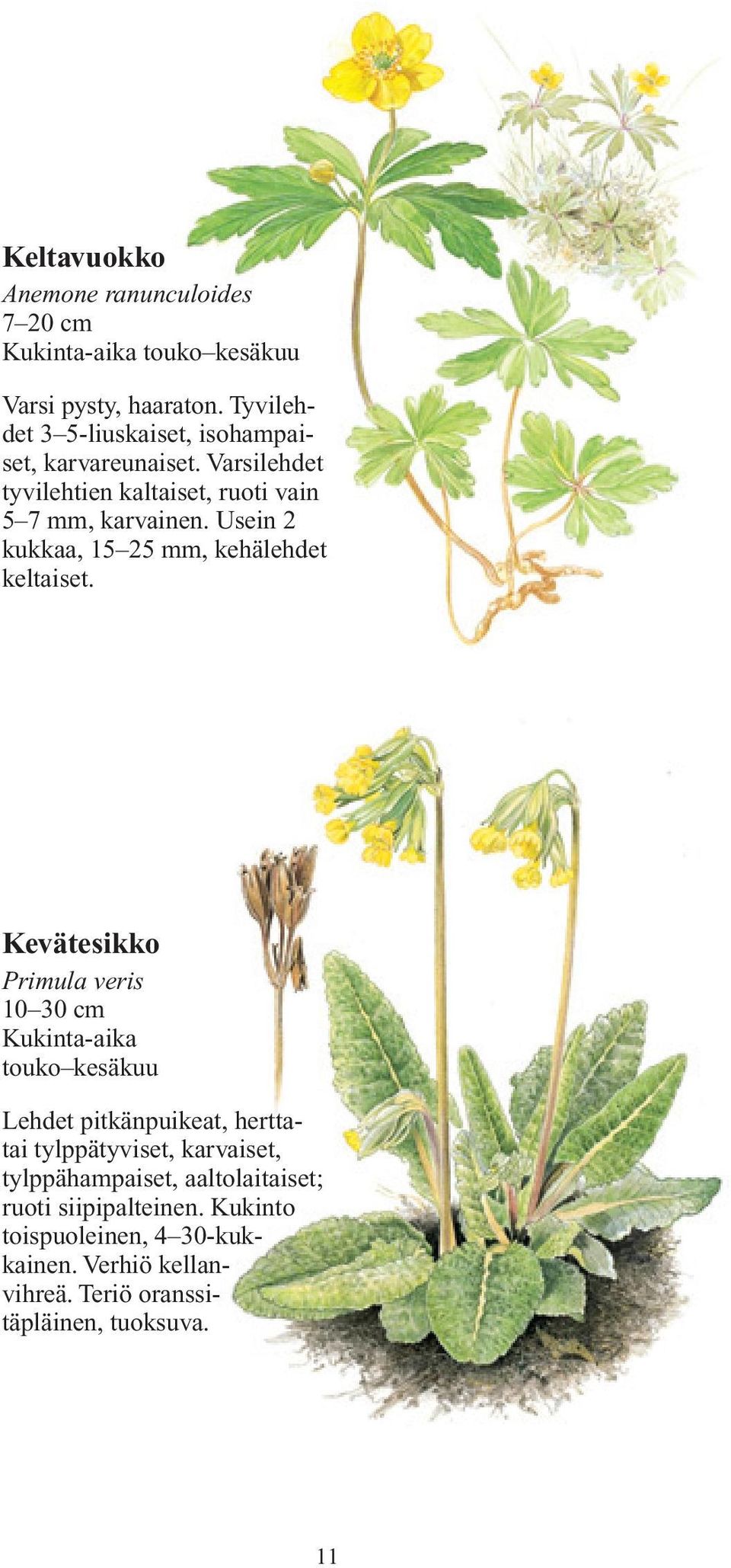 Usein 2 kukkaa, 15 25 mm, kehälehdet keltaiset.