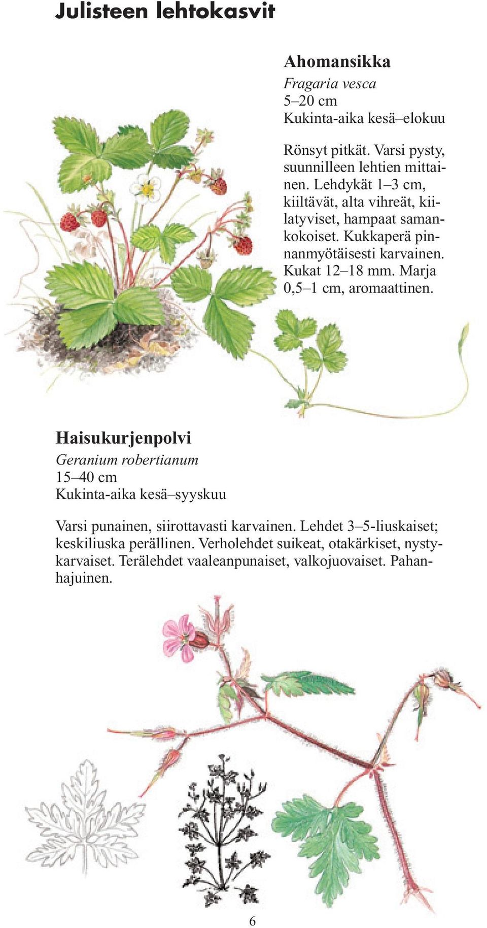 Marja 0,5 1 cm, aromaattinen. Haisukurjenpolvi Geranium robertianum 15 40 cm Kukinta-aika kesä syyskuu Varsi punainen, siirottavasti karvainen.
