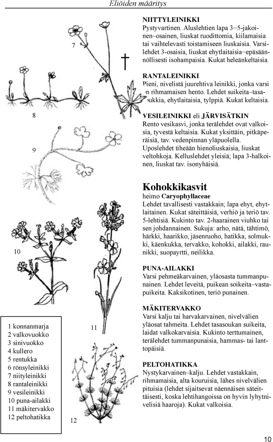 Lehdet suikeita tasasoukkia, ehytlaitaisia, tylppiä. Kukat keltaisia. 9 VESILEINIKKI eli JÄRVISÄTKIN Rento vesikasvi, jonka terälehdet ovat valkoisia, tyvestä keltaisia.