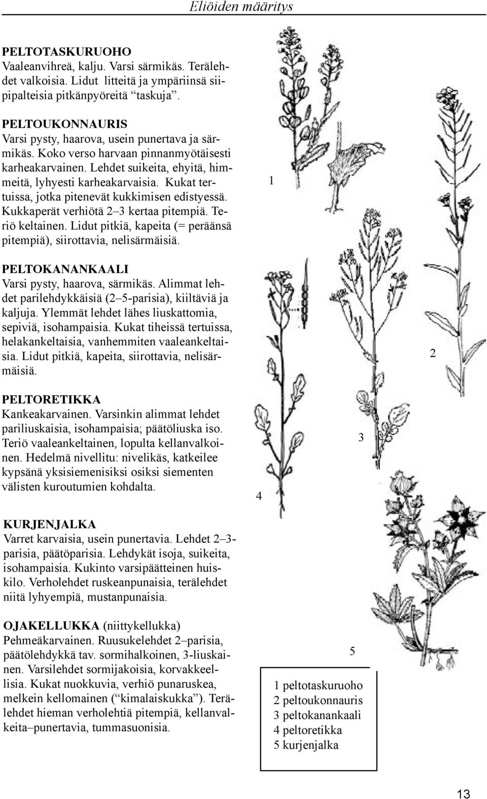 Kukat tertuissa, jotka pitenevät kukkimisen edistyessä. Kukkaperät verhiötä kertaa pitempiä. Teriö keltainen. Lidut pitkiä, kapeita (= peräänsä pitempiä), siirottavia, nelisärmäisiä.