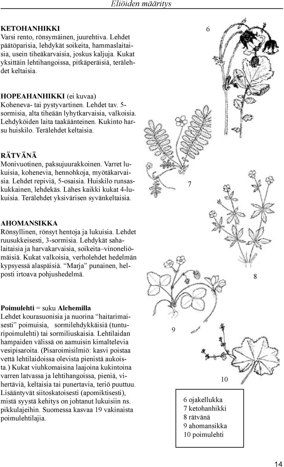 Lehdyköiden laita taakäänteinen. Kukinto harsu huiskilo. Terälehdet keltaisia. RÄTVÄNÄ Monivuotinen, paksujuurakkoinen. Varret lukuisia, kohenevia, hennohkoja, myötäkarvaisia.