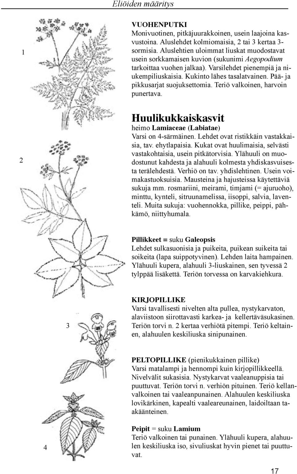 Pää- ja pikkusarjat suojuksettomia. Teriö valkoinen, harvoin punertava. Huulikukkaiskasvit heimo Lamiaceae (Labiatae) Varsi on -särmäinen. Lehdet ovat ristikkäin vastakkaisia, tav. ehytlapaisia.