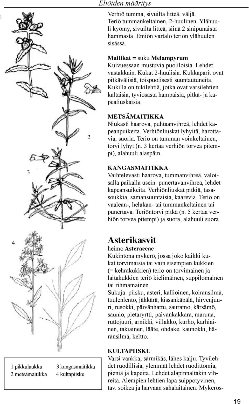 Kukilla on tukilehtiä, jotka ovat varsilehtien kaltaisia, tyviosasta hampaisia, pitkä- ja kapealiuskaisia. METSÄMAITIKKA Niukasti haarova, puhtaanvihreä, lehdet kapeanpuikeita.