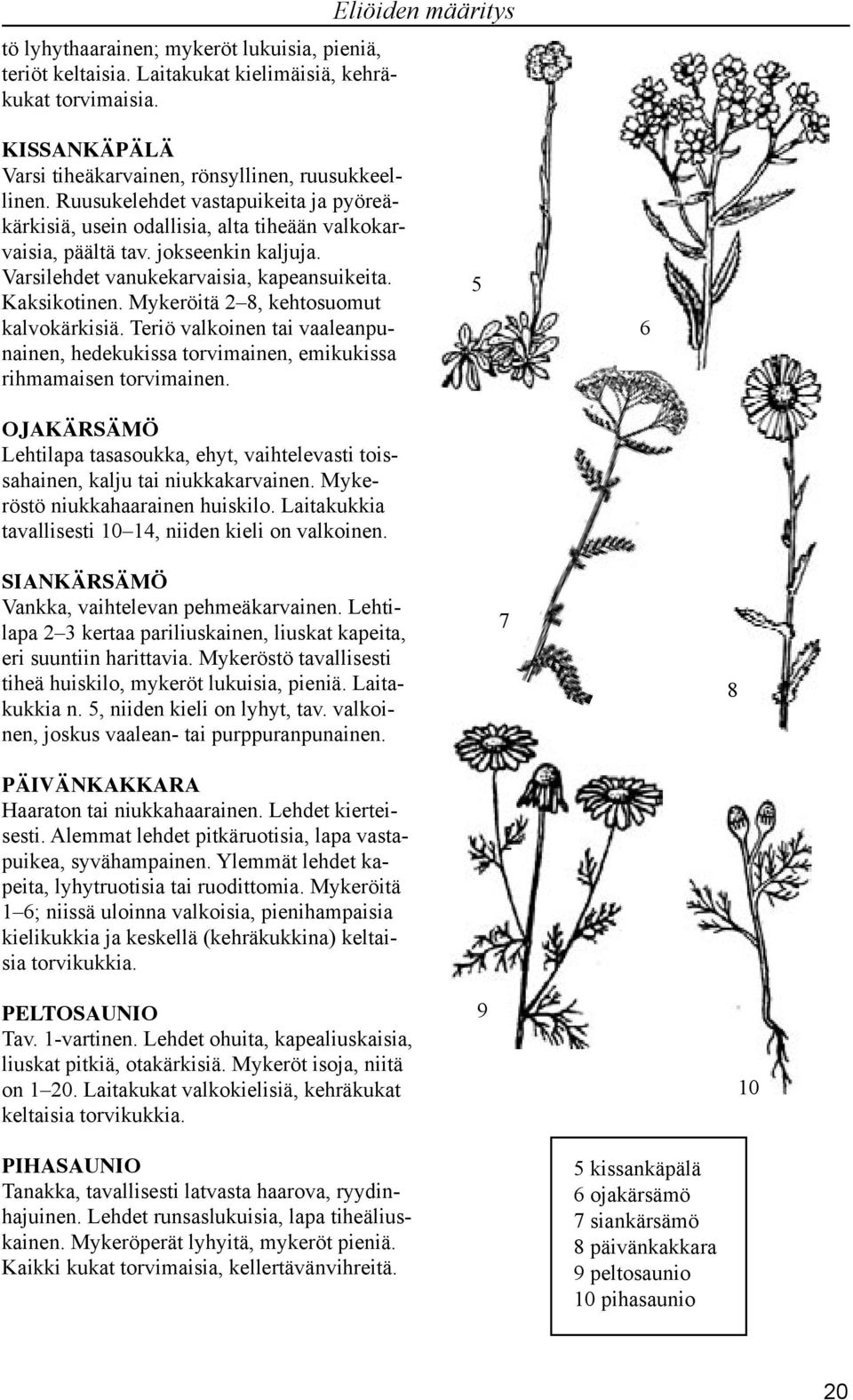 Mykeröitä, kehtosuomut kalvokärkisiä. Teriö valkoinen tai vaaleanpunainen, hedekukissa torvimainen, emikukissa rihmamaisen torvimainen.