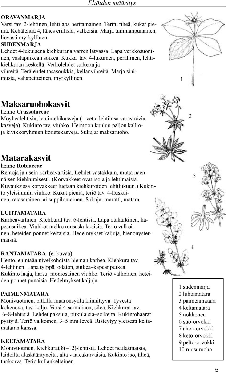 Terälehdet tasasoukkia, kellanvihreitä. Marja sinimusta, vahapeitteinen, myrkyllinen. 1 Maksaruohokasvit heimo Crassulaceae Möyheälehtisiä, lehtimehikasveja (= vettä lehtiinsä varastoivia kasveja).