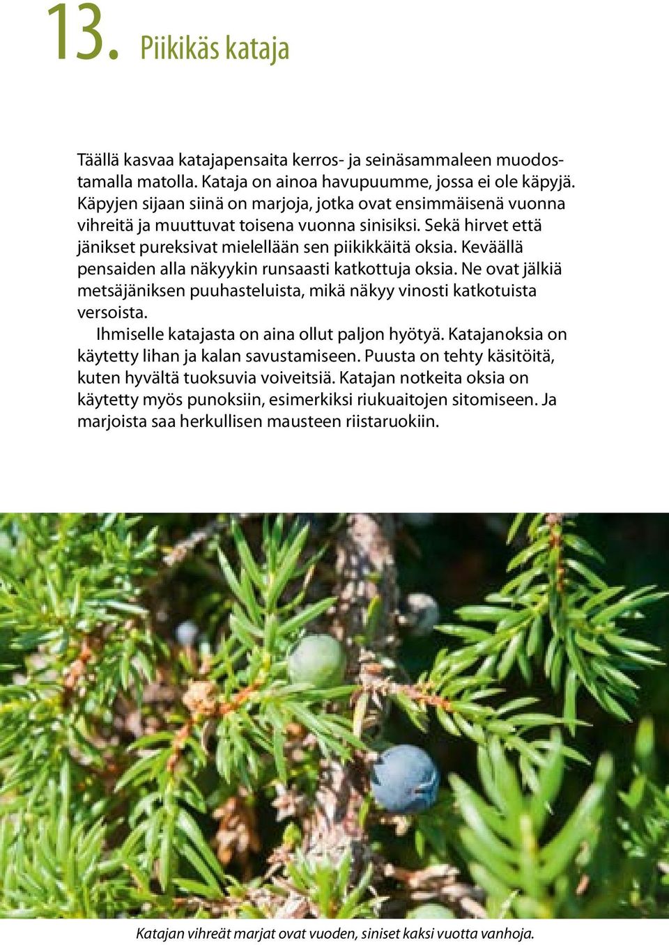 Keväällä pensaiden alla näkyykin runsaasti katkottuja oksia. Ne ovat jälkiä metsäjäniksen puuhasteluista, mikä näkyy vinosti katkotuista versoista. Ihmiselle katajasta on aina ollut paljon hyötyä.