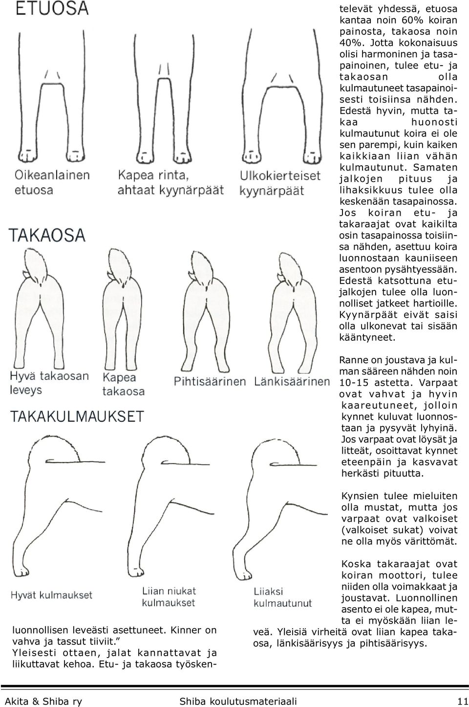 Edestä hyvin, mutta takaa huonosti kulmautunut koira ei ole sen parempi, kuin kaiken kaikkiaan liian vähän kulmautunut. Samaten jalkojen pituus ja lihaksikkuus tulee olla keskenään tasapainossa.