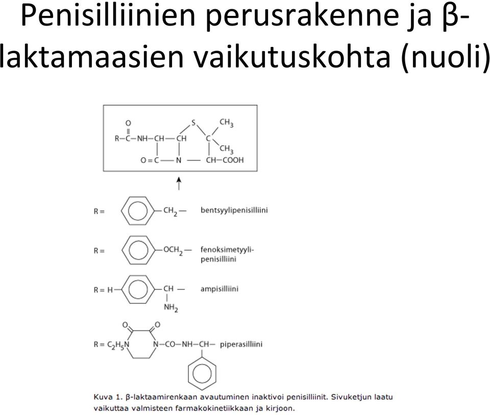 β- laktamaasien