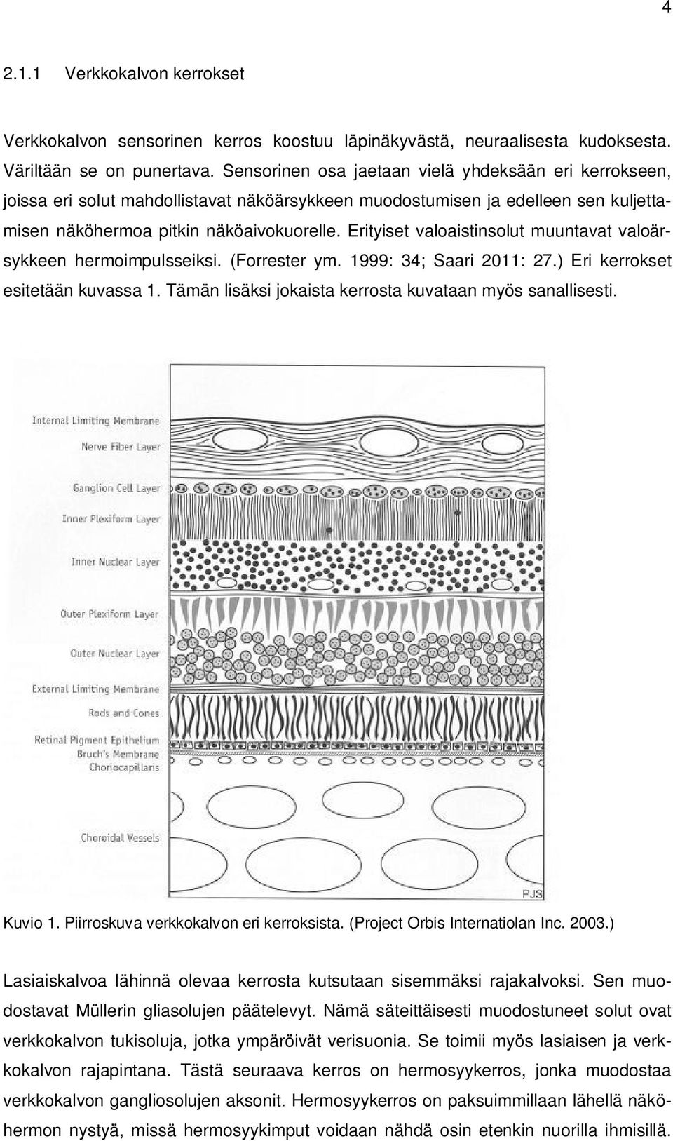 Erityiset valoaistinsolut muuntavat valoärsykkeen hermoimpulsseiksi. (Forrester ym. 1999: 34; Saari 2011: 27.) Eri kerrokset esitetään kuvassa 1.