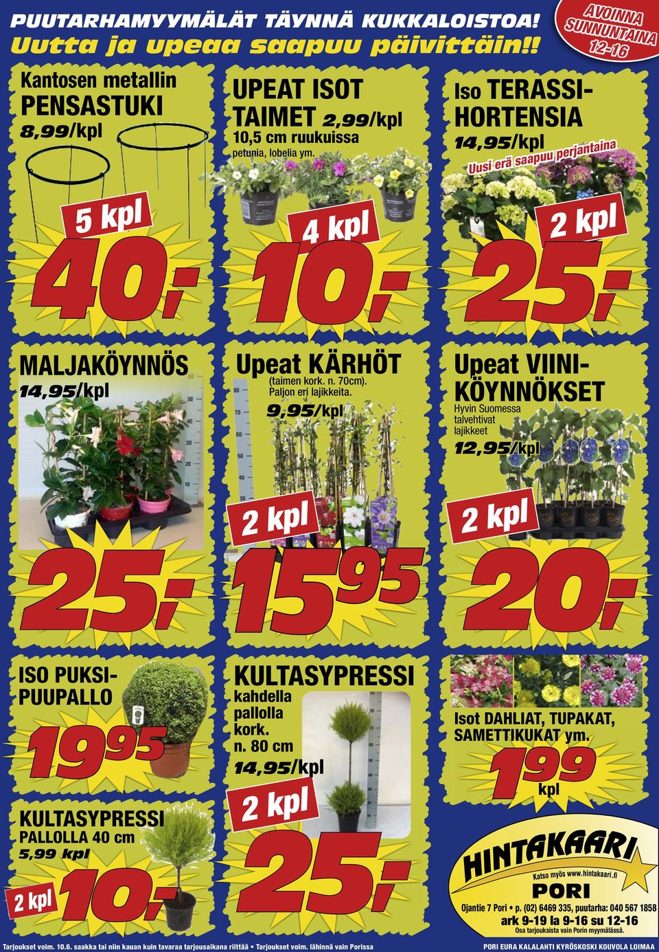 Iso TERASSI- HORTENSIA 14,95/kpl Uusi erä saapuu perjantaina 5 kpl 25,- 40,- 25,- MALJAKÖYNNÖS 14,95/kpl Upeat KÄRHÖT (taimen kork. n. 70cm).