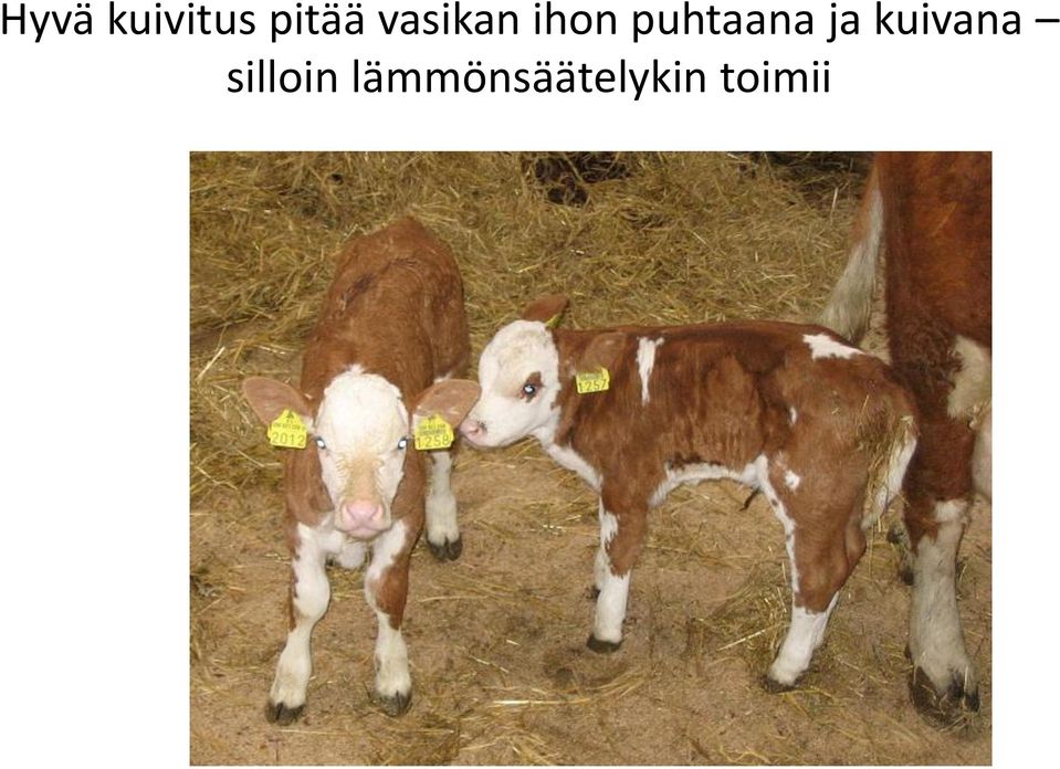 puhtaana ja kuivana