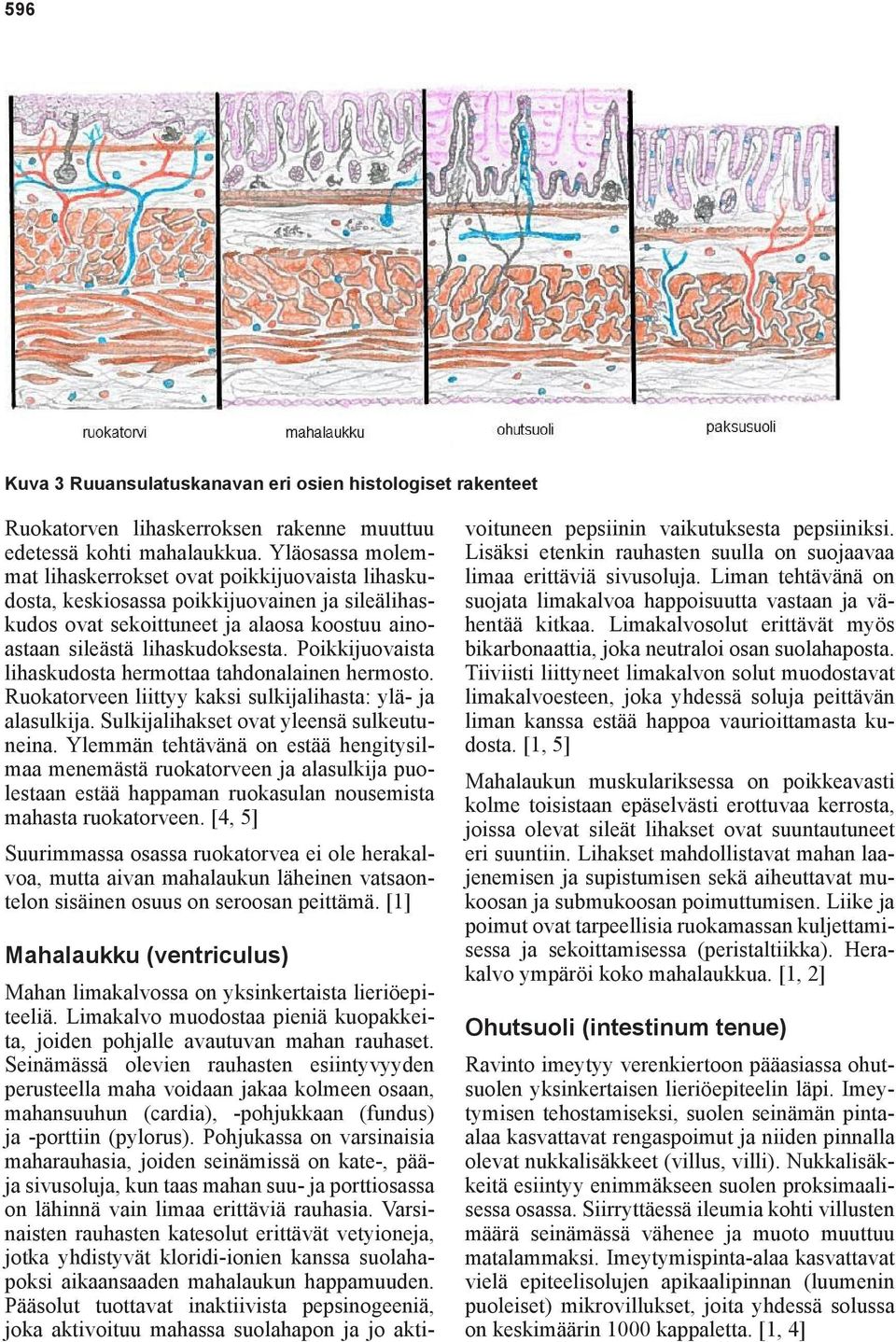 Poikkijuovaista lihaskudosta hermottaa tahdonalainen hermosto. Ruokatorveen liittyy kaksi sulkijalihasta: ylä- ja alasulkija. Sulkijalihakset ovat yleensä sulkeutuneina.