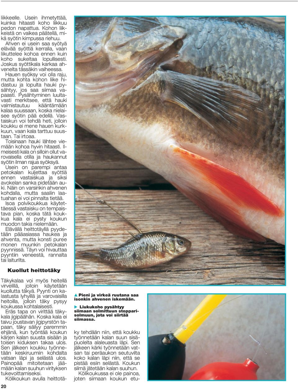 Hauen syöksy voi olla raju, mutta kohta kohon liike hidastuu ja lopulta hauki pysähtyy, jos saa siimaa vapaasti.