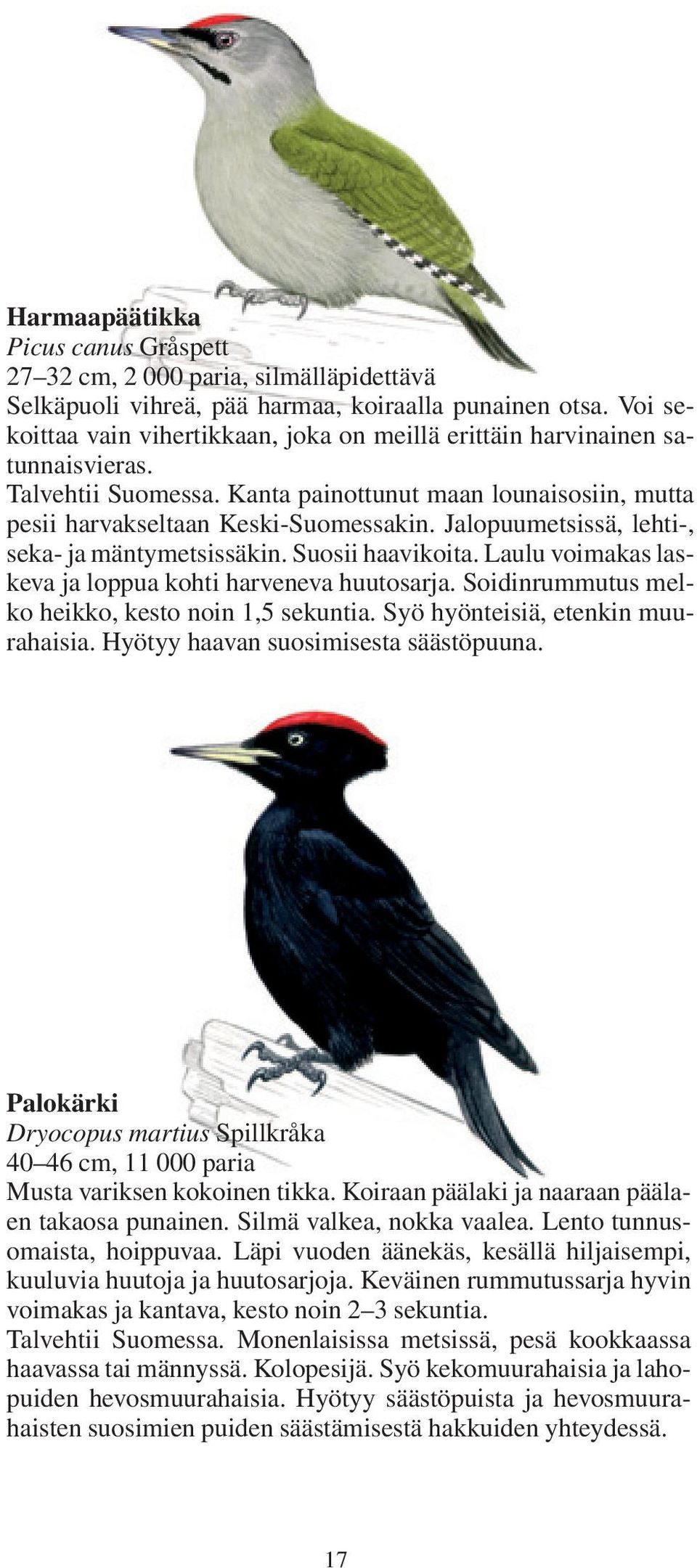 Jalopuumetsissä, lehti-, seka- ja mäntymetsissäkin. Suosii haavikoita. Laulu voimakas laskeva ja loppua kohti harveneva huutosarja. Soidinrummutus melko heikko, kesto noin 1,5 sekuntia.