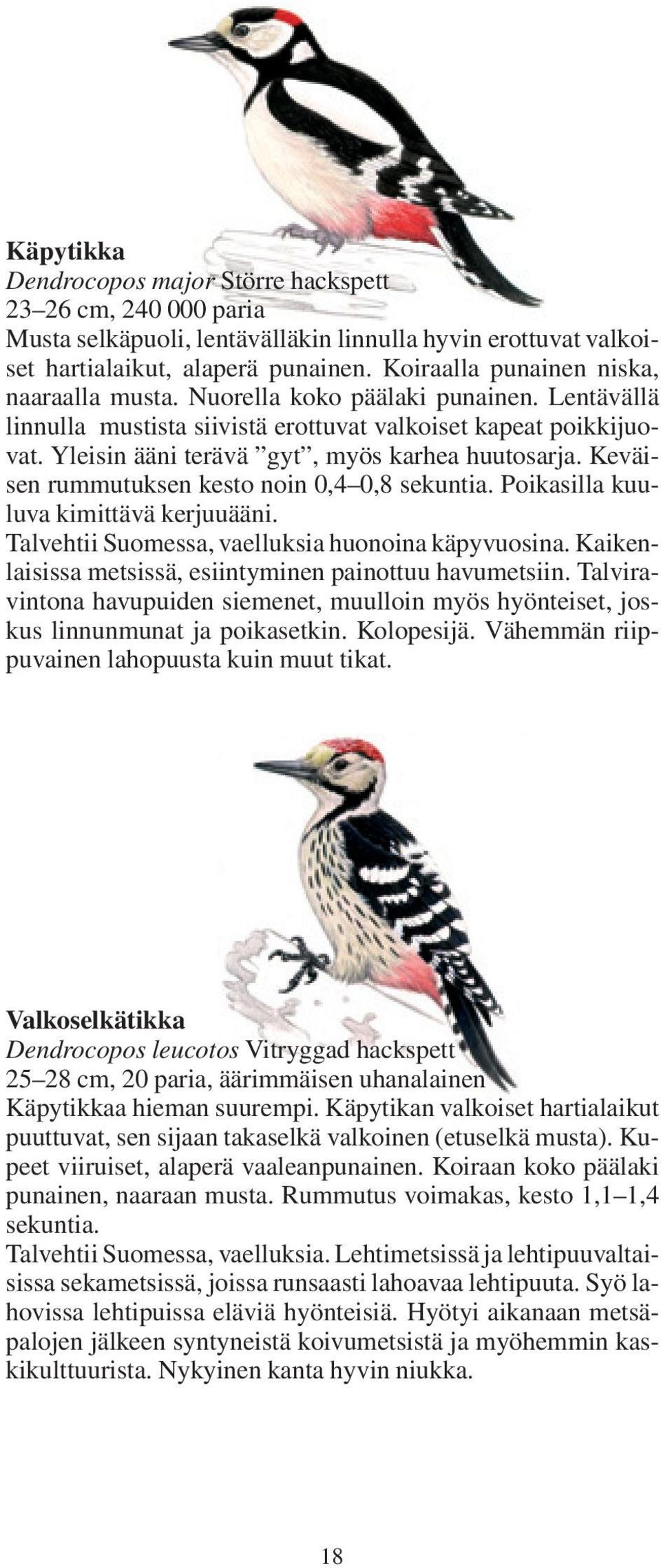 Yleisin ääni terävä gyt, myös karhea huutosarja. Keväisen rummutuksen kesto noin 0,4 0,8 sekuntia. Poikasilla kuuluva kimittävä kerjuuääni. Talvehtii Suomessa, vaelluksia huonoina käpyvuosina.