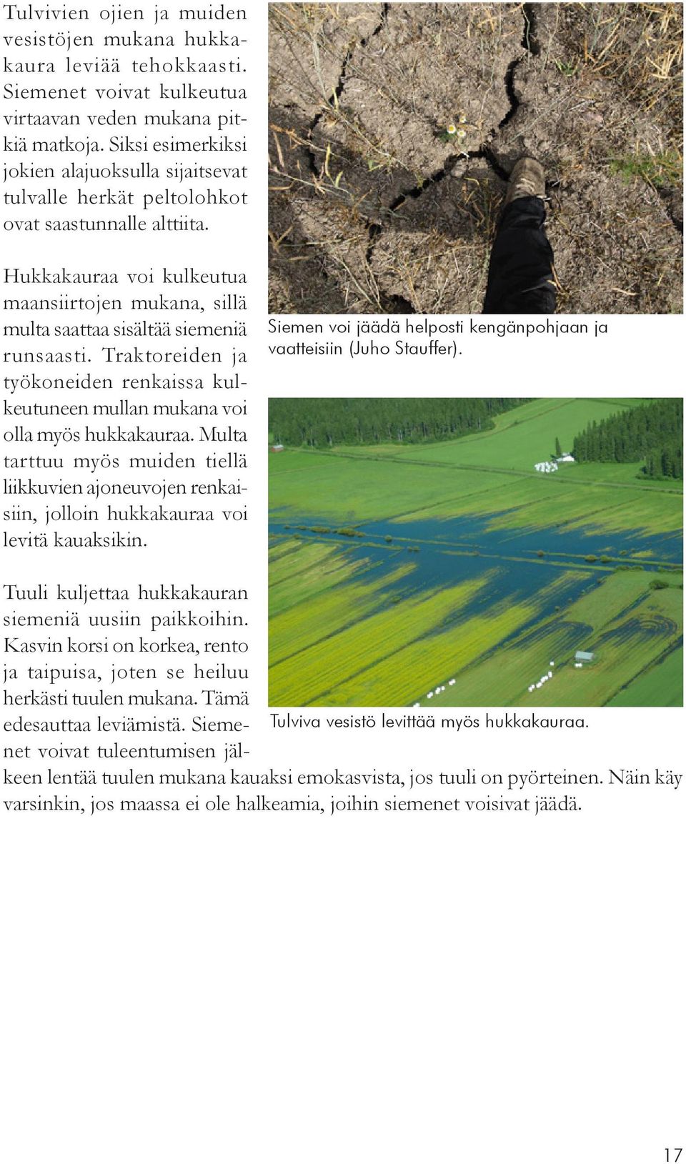 Hukkakauraa voi kulkeutua maansiirtojen mukana, sillä multa saattaa sisältää siemeniä runsaasti. Traktoreiden ja työkoneiden renkaissa kulkeutuneen mullan mukana voi olla myös hukkakauraa.