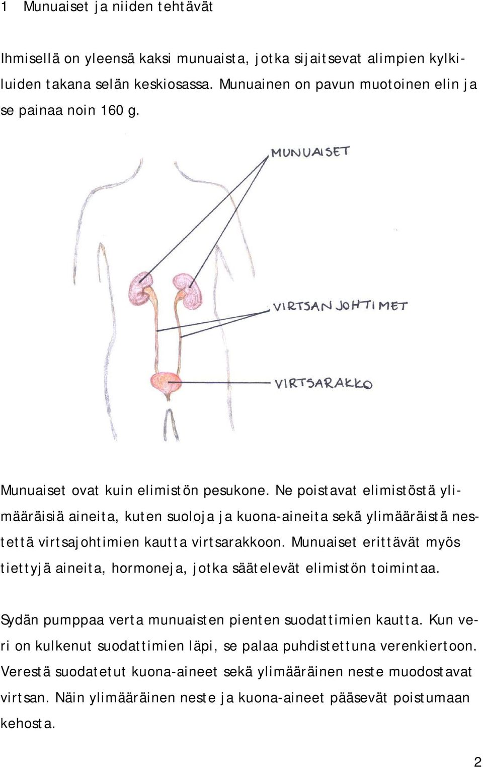 Ne poistavat elimistöstä ylimääräisiä aineita, kuten suoloja ja kuona-aineita sekä ylimääräistä nestettä virtsajohtimien kautta virtsarakkoon.