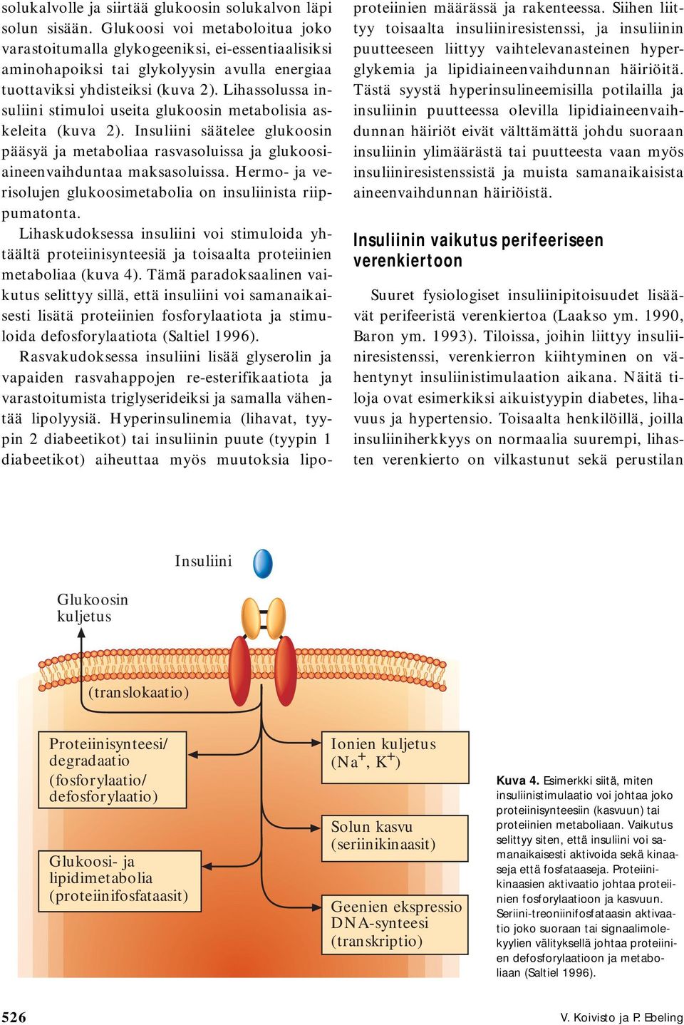 Lihassolussa insuliini stimuloi useita glukoosin metabolisia askeleita (kuva 2). säätelee glukoosin pääsyä ja metaboliaa rasvasoluissa ja glukoosiaineenvaihduntaa maksasoluissa.