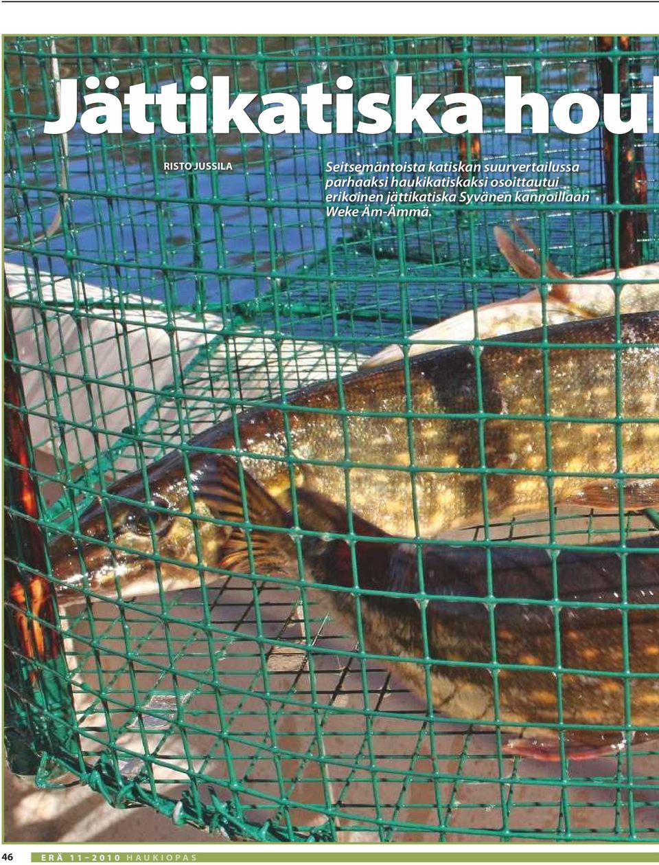 osoittautui erikoinen jättikatiska Syvänen