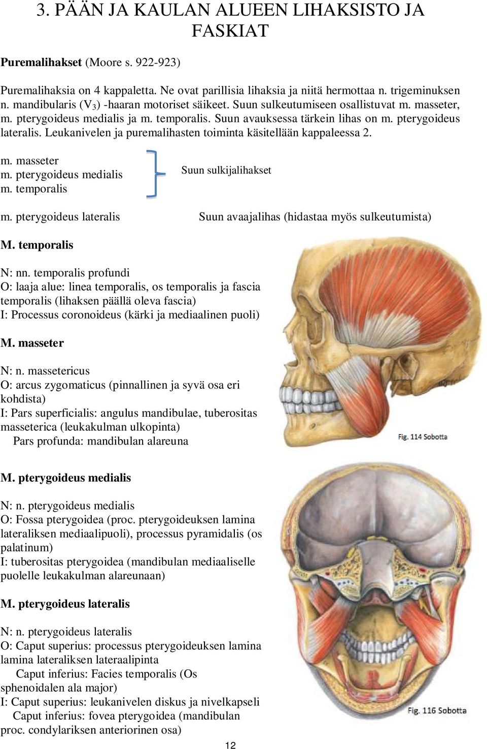 Leukanivelen ja puremalihasten toiminta käsitellään kappaleessa 2. m. masseter m. pterygoideus medialis m. temporalis Suun sulkijalihakset m.