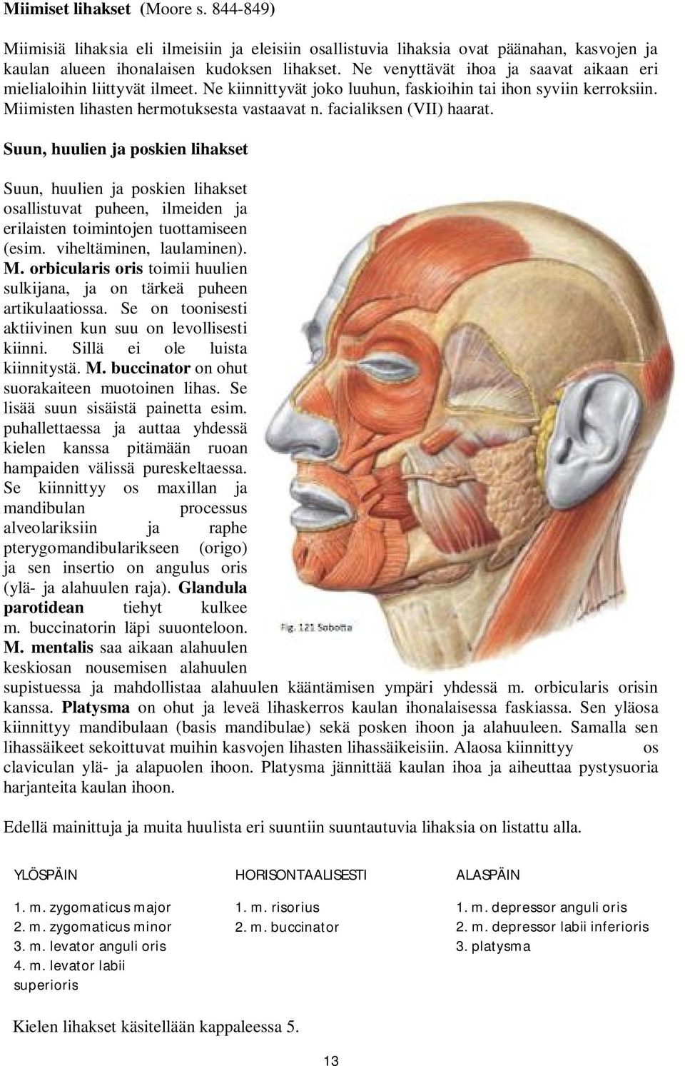 facialiksen (VII) haarat. Suun, huulien ja poskien lihakset Suun, huulien ja poskien lihakset osallistuvat puheen, ilmeiden ja erilaisten toimintojen tuottamiseen (esim. viheltäminen, laulaminen). M.