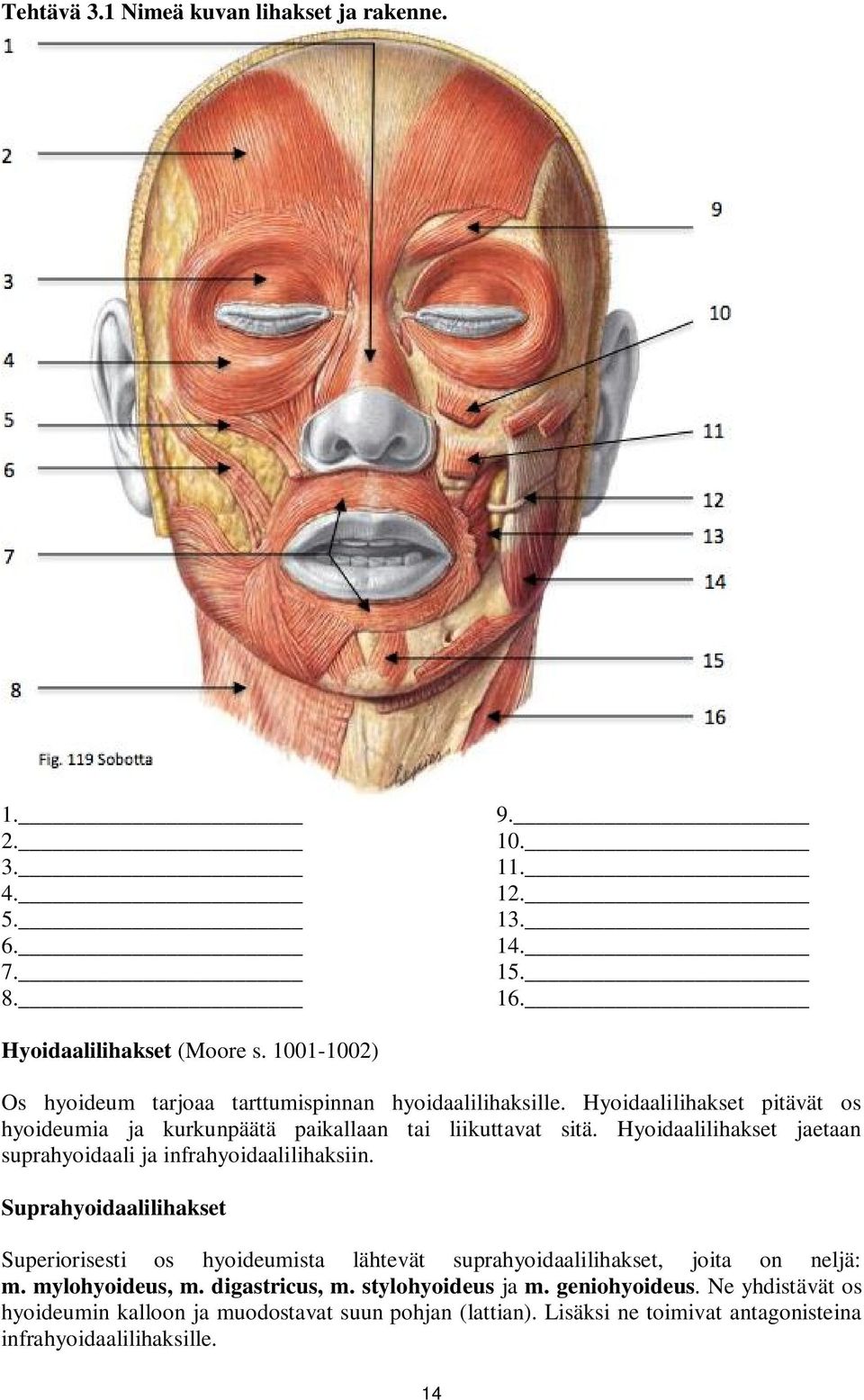 Hyoidaalilihakset jaetaan suprahyoidaali ja infrahyoidaalilihaksiin.