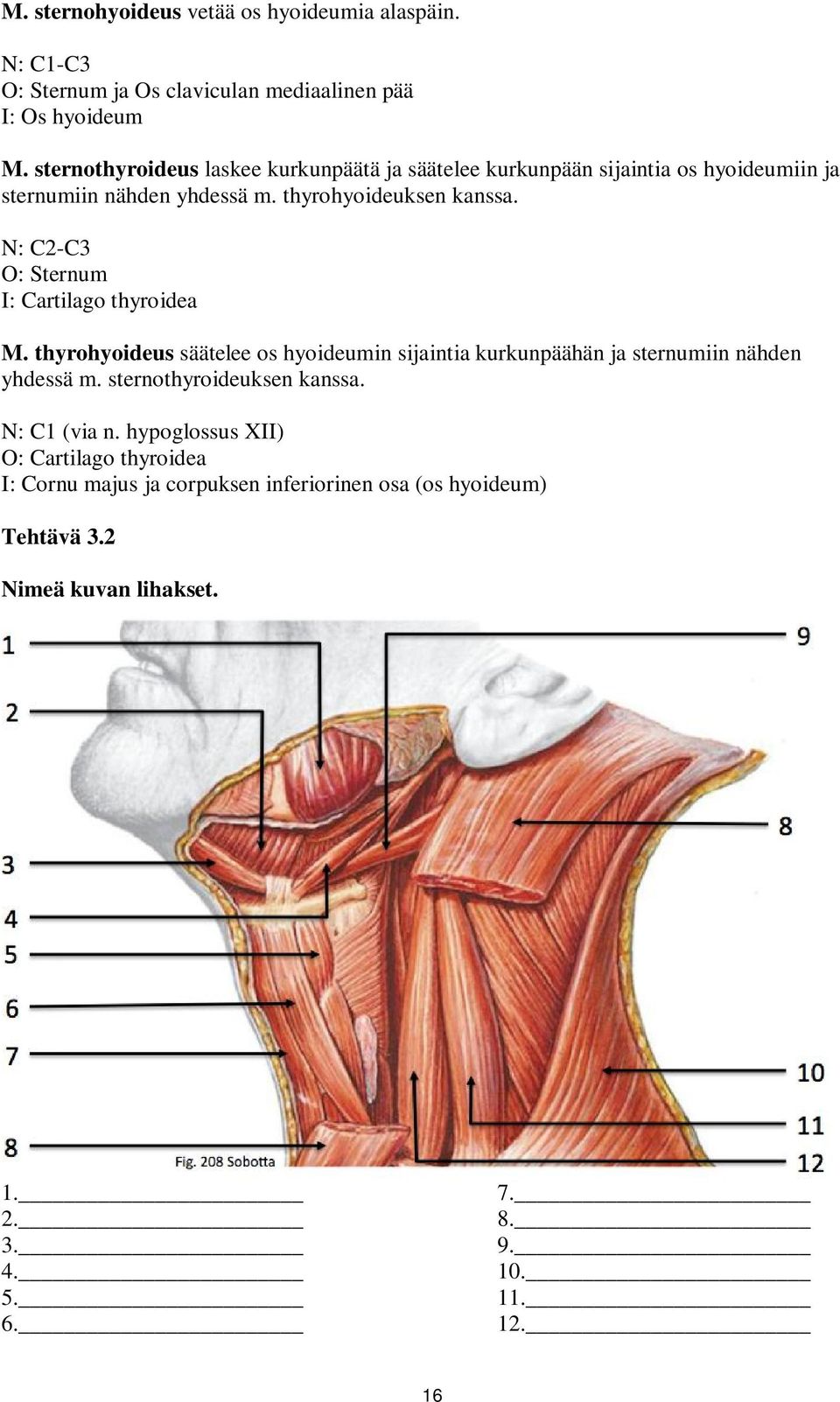 N: C2-C3 O: Sternum I: Cartilago thyroidea M. thyrohyoideus säätelee os hyoideumin sijaintia kurkunpäähän ja sternumiin nähden yhdessä m.