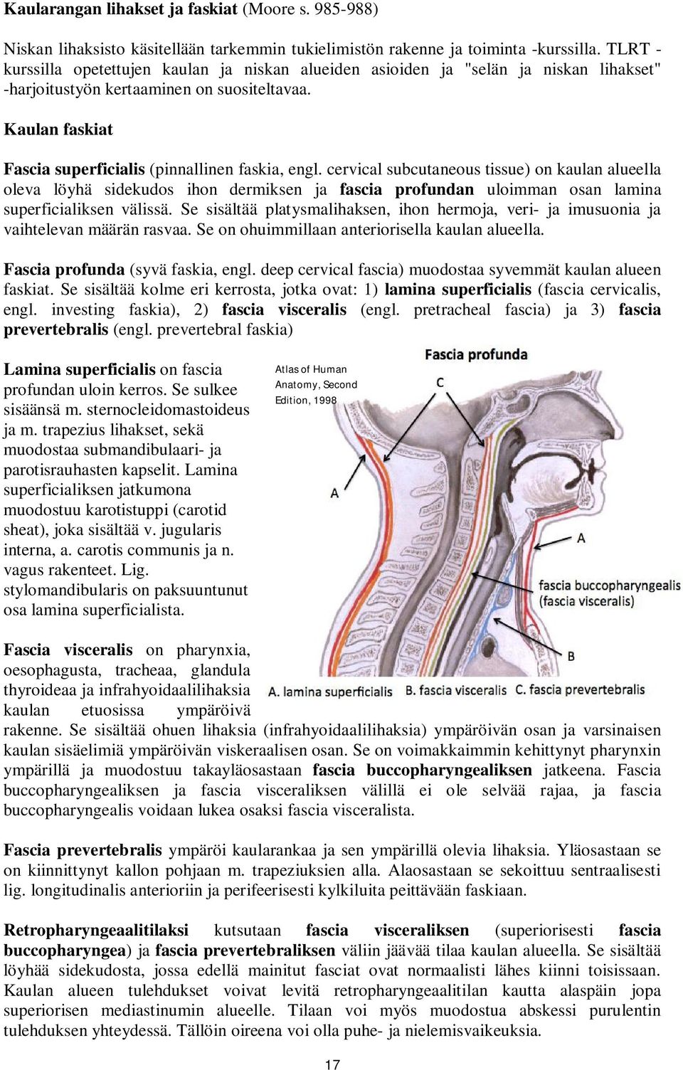 Kaulan faskiat Fascia superficialis (pinnallinen faskia, engl.