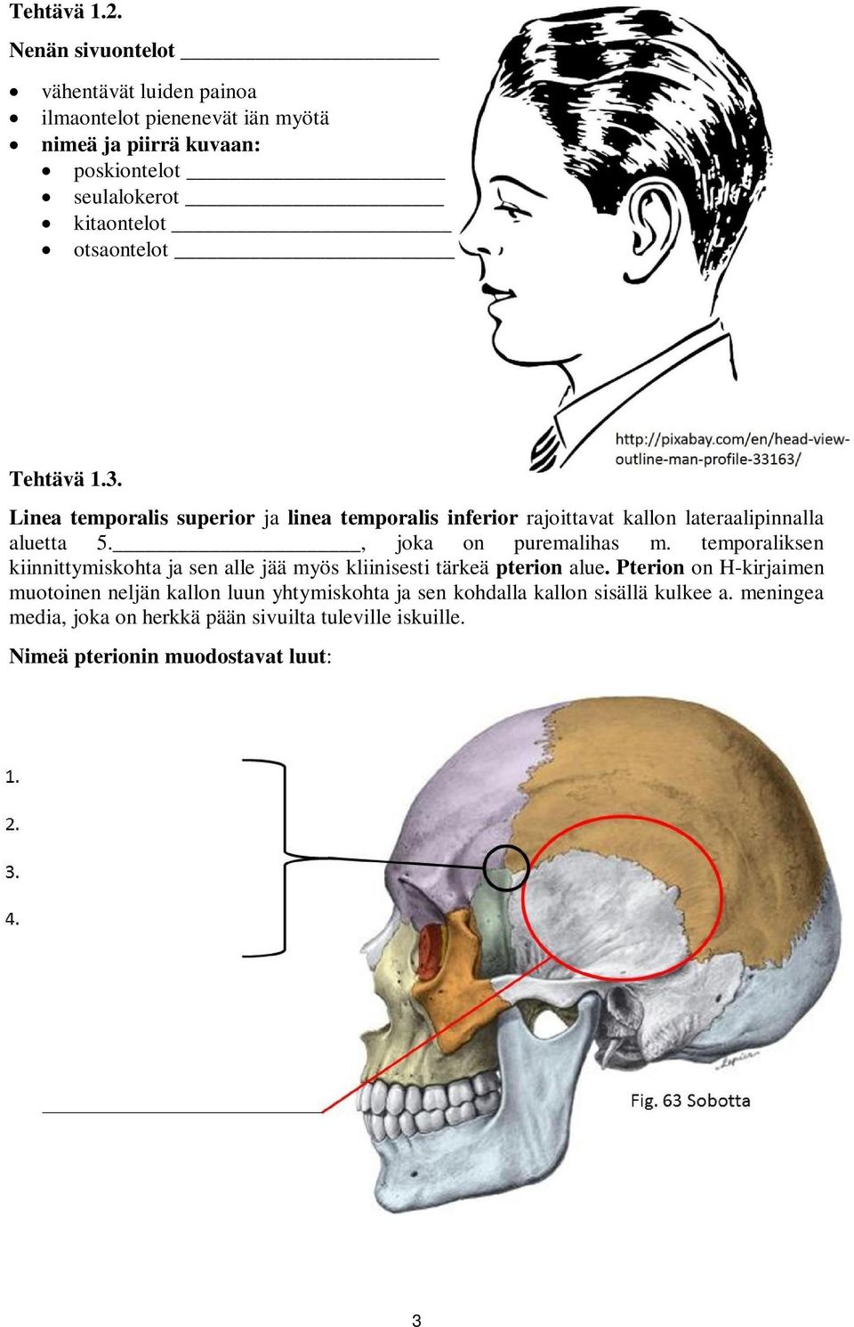 otsaontelot Tehtävä 1.3. Linea temporalis superior ja linea temporalis inferior rajoittavat kallon lateraalipinnalla aluetta 5.