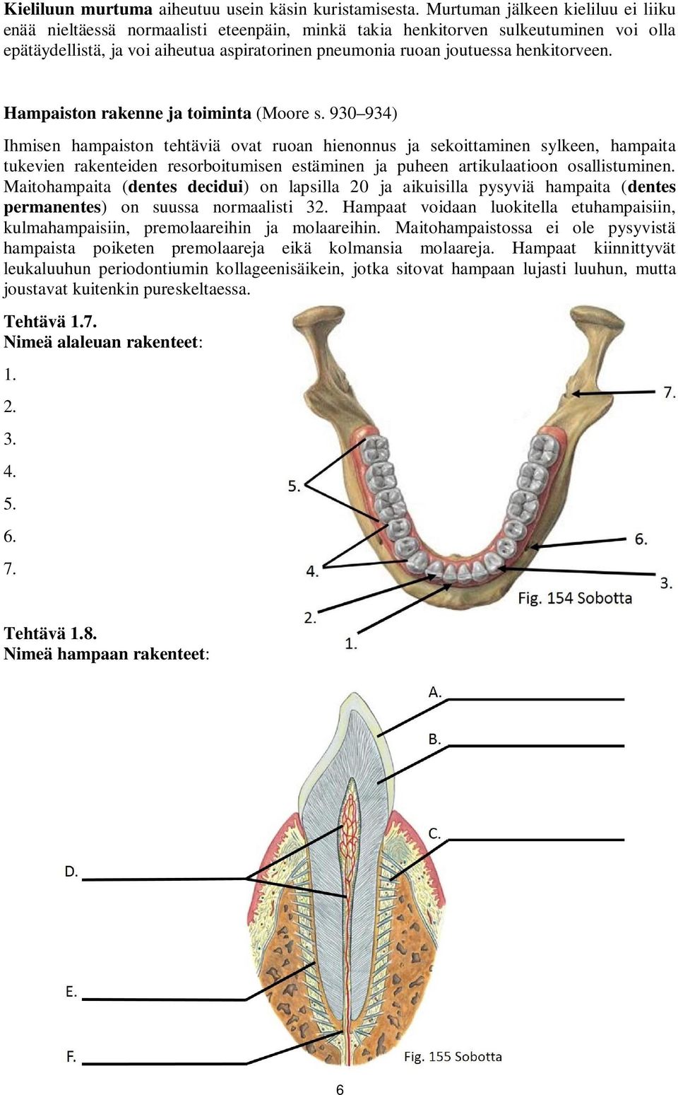 henkitorveen. Hampaiston rakenne ja toiminta (Moore s.